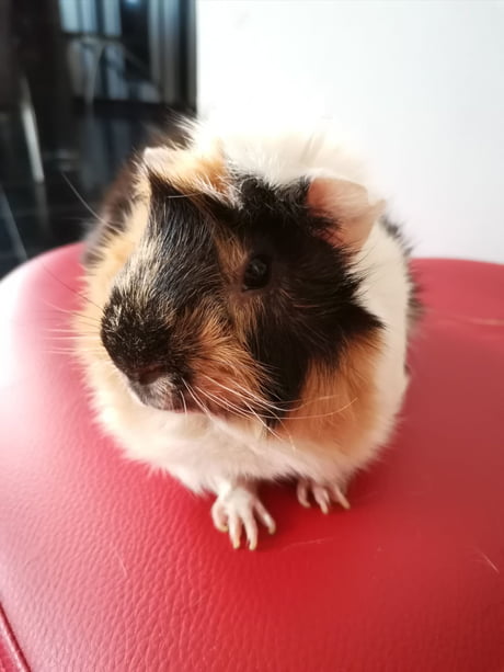 My guinea shop pig stopped eating