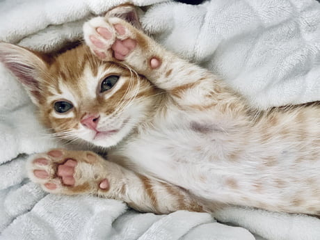 kitten raising paws