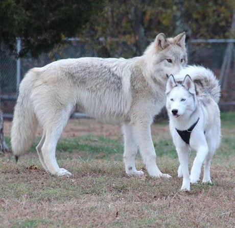 This Is A Wolf Next To A Husky For Comparison The Wolf Is Nearly Three Times The Size Of The Husky 9gag