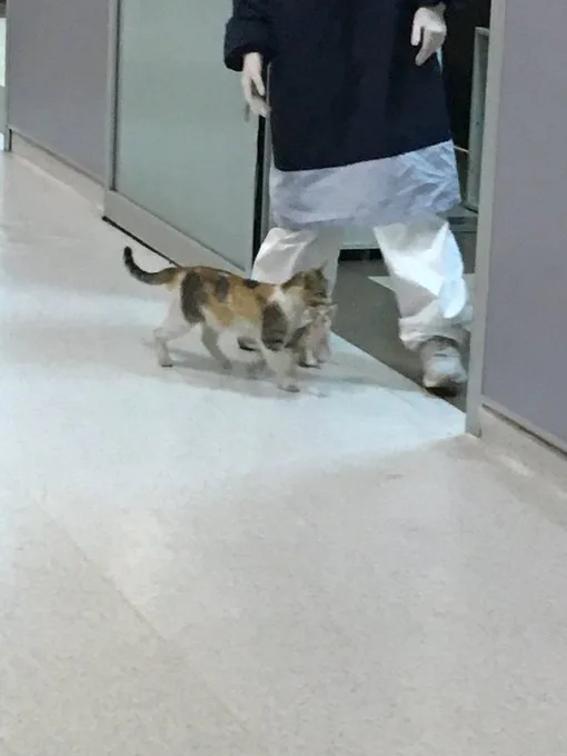 Maca donijela svoje bolesno mače kod ljudi u Hitnu pomoć
