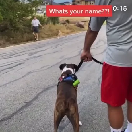 What is Your Name Dog Meme?: Unleash the Fun!