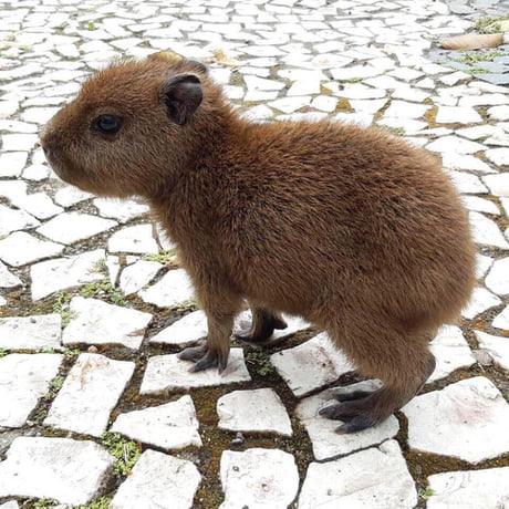 The utter cuteness of a baby capybara - 9GAG