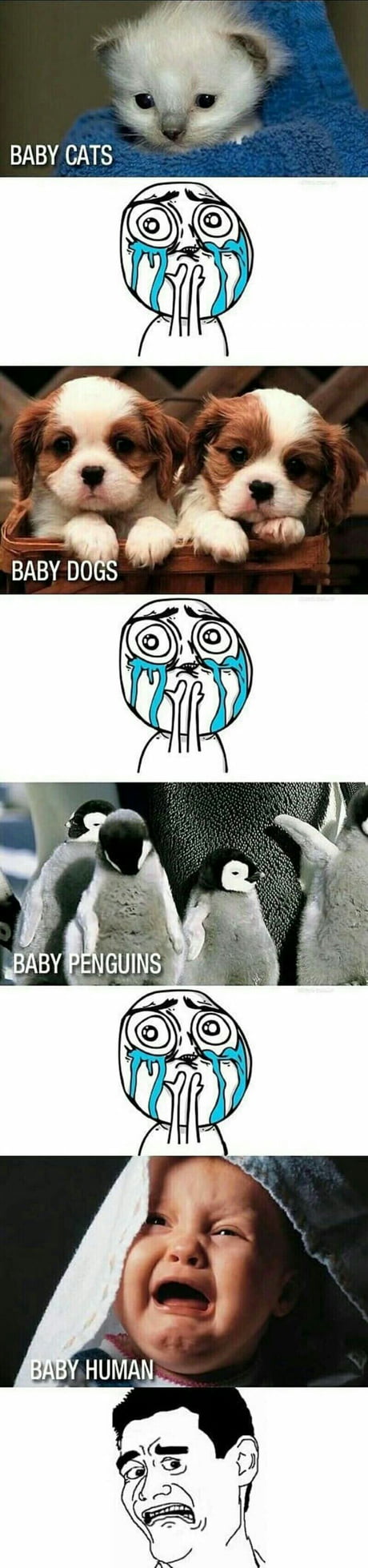 I want a penguin