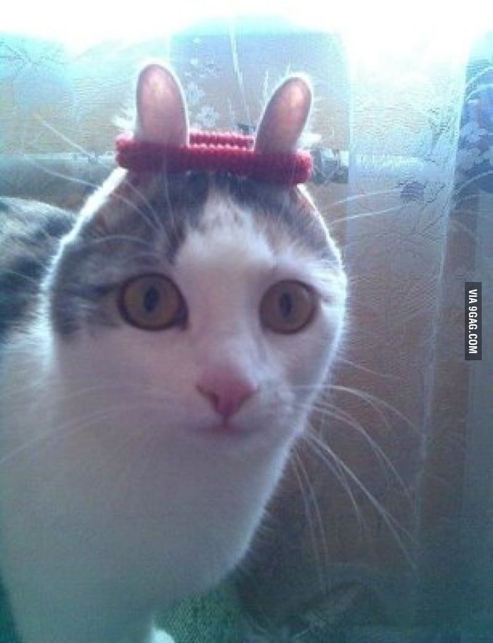 Cat hair band. 9GAG