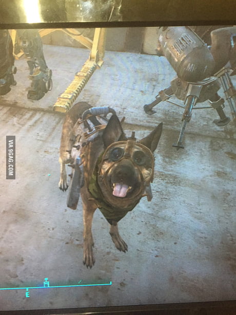 how to equip dogmeat