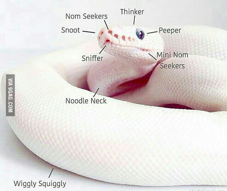 Ball Python Anatomy