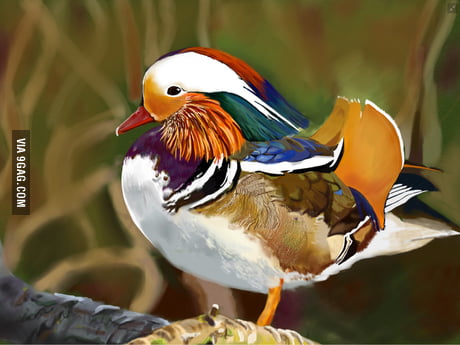 One of my favorite ducks! Mandarin duck digital painting - 9GAG