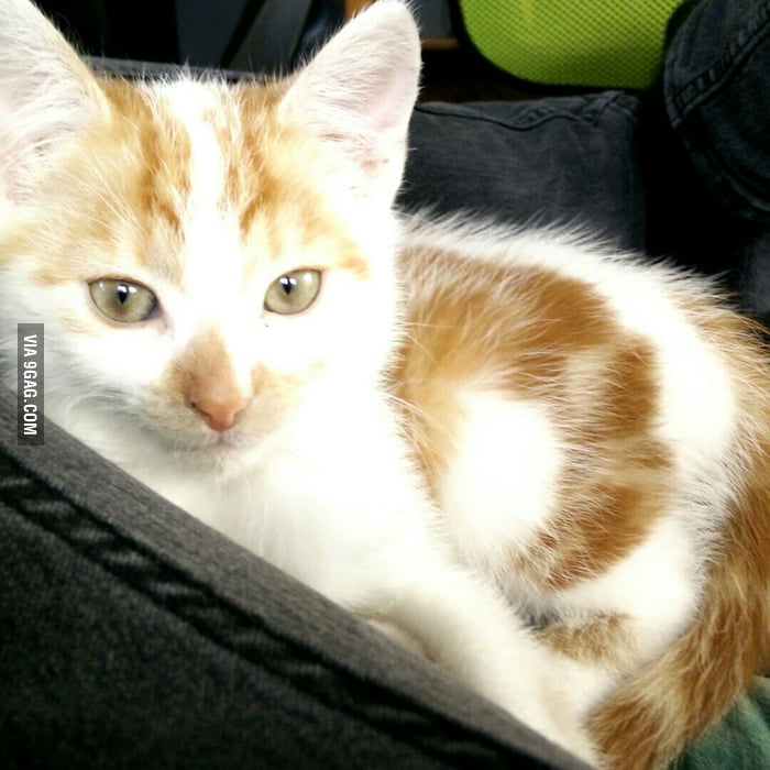 Ginger cats have souls 9GAG