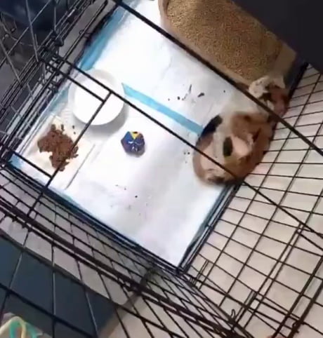 Rescued cat experiences a soft and comfy bed for the first time