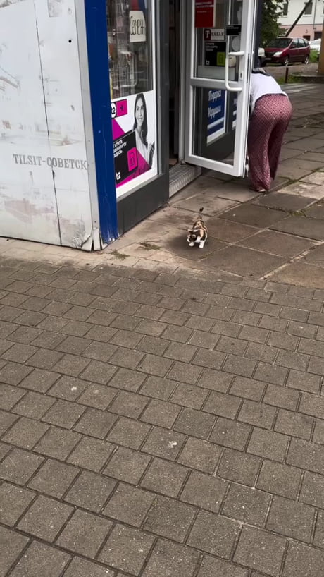 This kitten meets pigeons