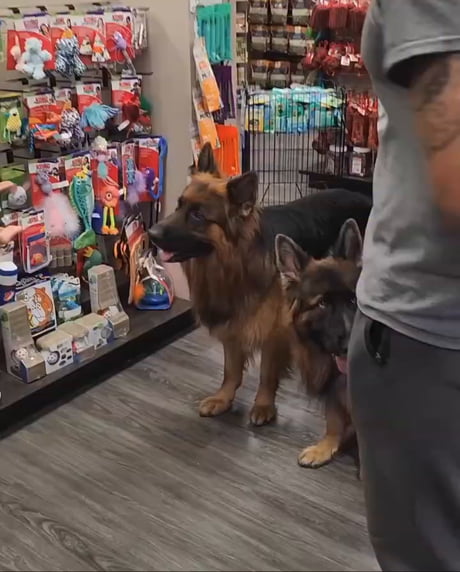 At a pet store, two polite dogs are offered treats by a friendly employee. Instead of immediately snatching them, they both look up at their owner with the sweetest, most patient expressions, waiting for permission.