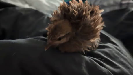 Say HI to Paprika! Daughter of Barbie!