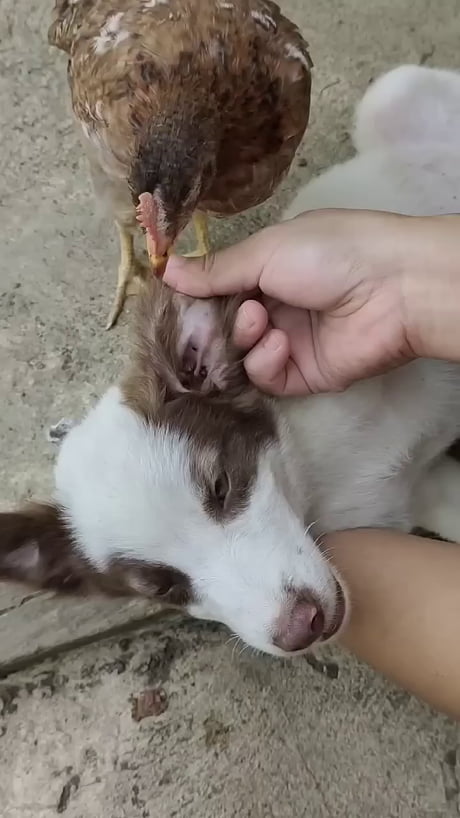 Instead of buying chemicals to kill ticks, all you need is one chicken and guide it along the way.