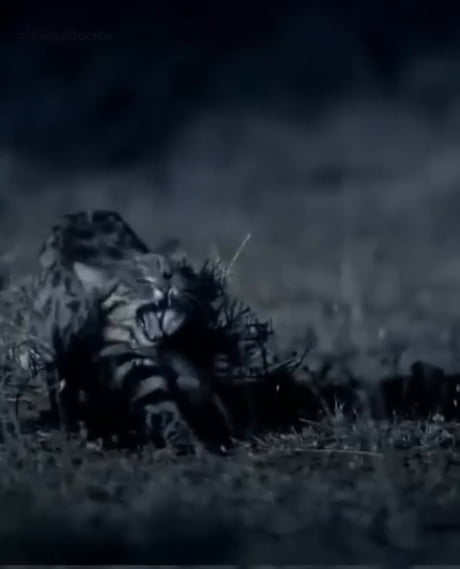 The black-footed cat is Africa's smallest wild cat, known for being a highly successful nocturnal hunter in the deserts and grasslands of Southern Africa, with a hunting success rate of around 60%, killing up to 14 small prey animals like rodents and birds per night.