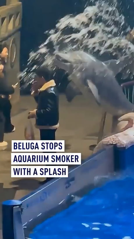 Beluga whale says no smoking in my house