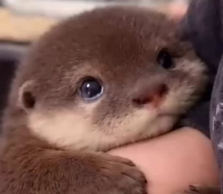 Otters in nature hold on to their paws while they sleep to prevent them from being carried away by the current