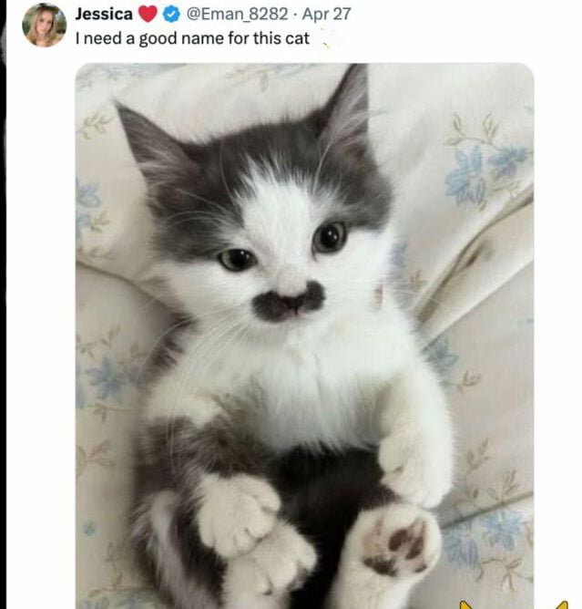 Mr Mustache