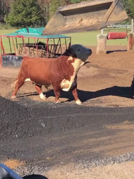 I halp!