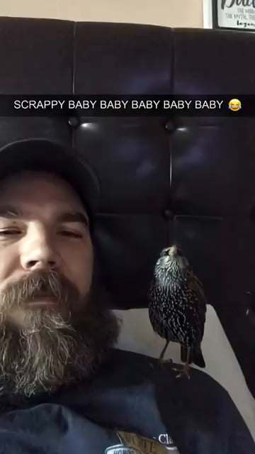 Birbs who've had enough of yr sht