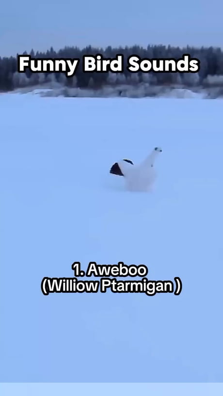 Birbs...