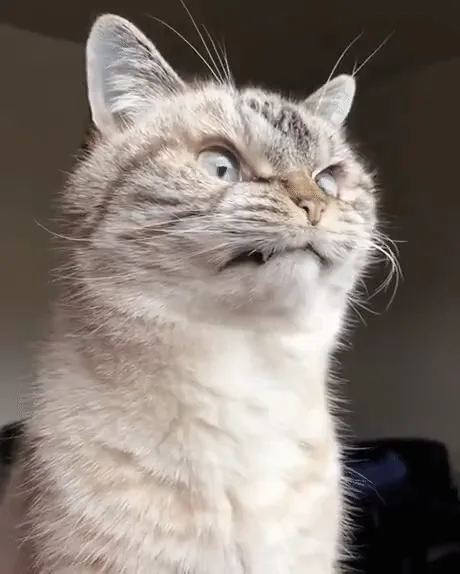 agitated cat