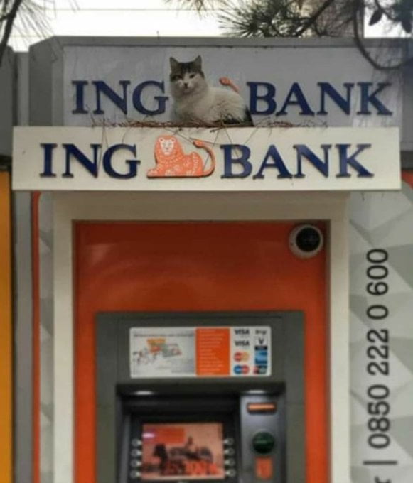 That is not just a cat