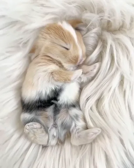 A baby bunny sleeping - 9GAG