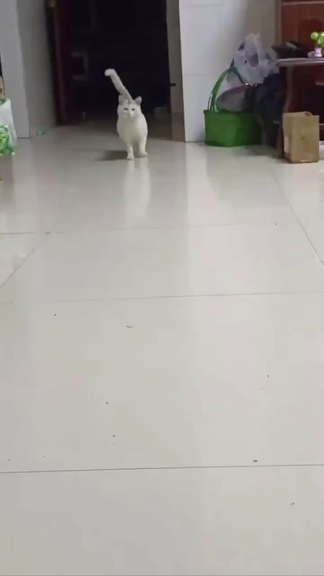Pregante cat walk