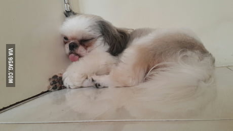 i think my dog is broken