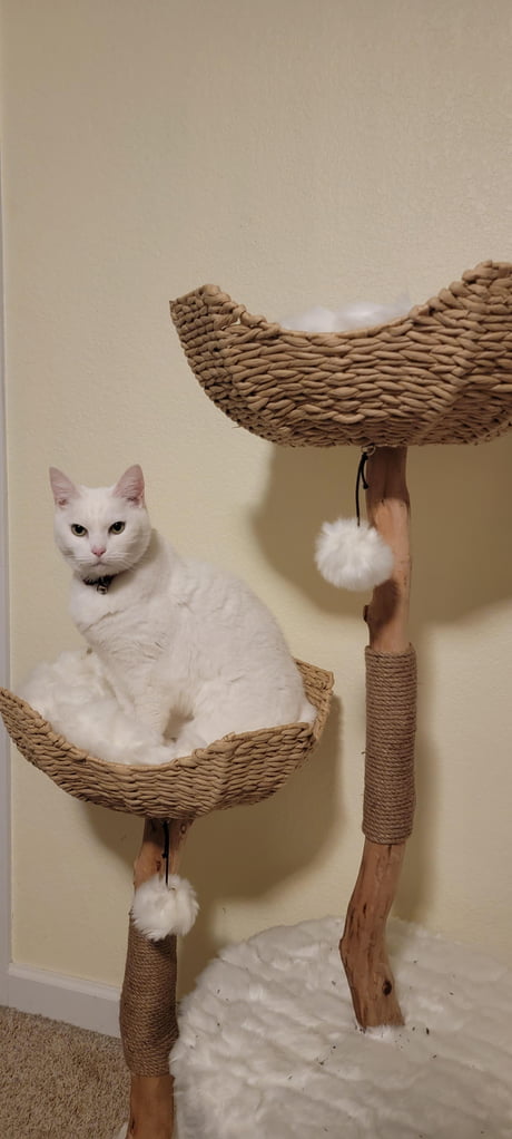 cat tree for elderly cat
