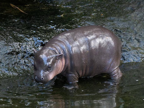 This baby pygmy hippo - 9GAG