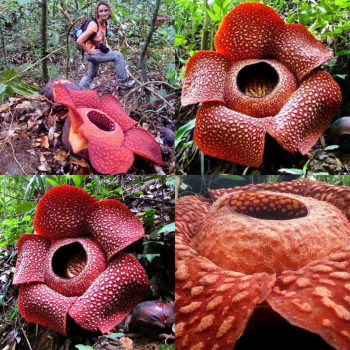 the-stinking-corpse-lily-is-the-largest-individual-flower-in-the-world