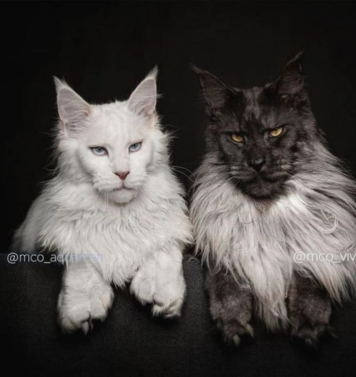 The Ron Pearlman cat breed - 9GAG