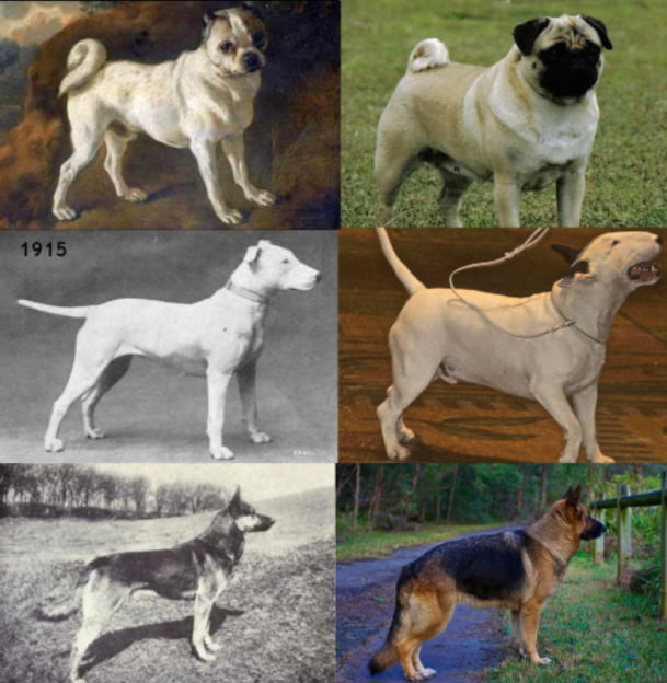 how-dogs-used-to-look-like-before-selective-breeding-9gag