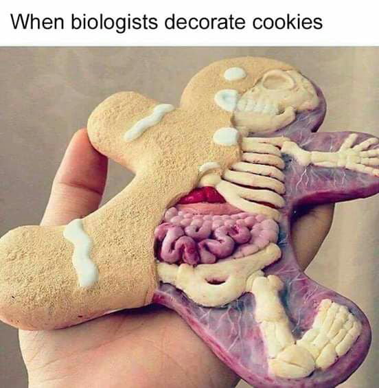 Anatomy of a Ginger