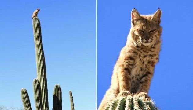 ....So this Bobcat climbed up and sat atop a 40 foot cactus in Arizona.
