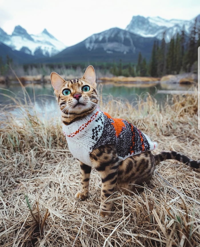 Sweetie