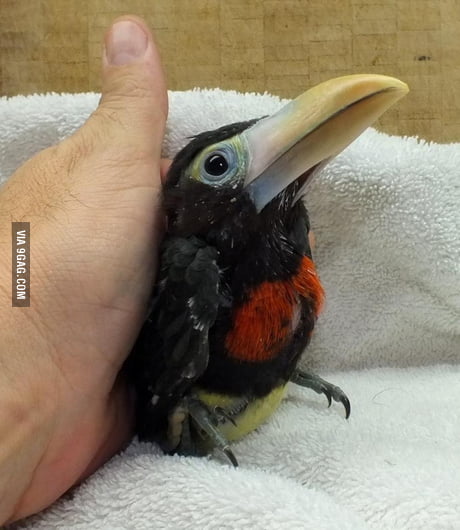 I Present To You All A Baby Toucan Awww 9gag I Present To You All A Baby Toucan Awww 9gag