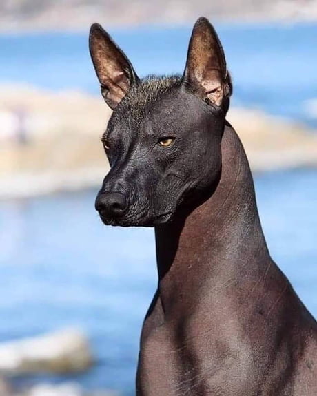 The Xoloitzcuintli Mexican Hairless Dog A Dog Considered To Be The Guide For The Dead To Reach The Underworld It Resembles Anubis Also It Most Commonly Confused With The Chupacabra 9gag