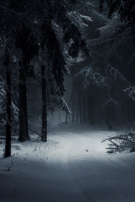 Dark Winter Forest 9gag