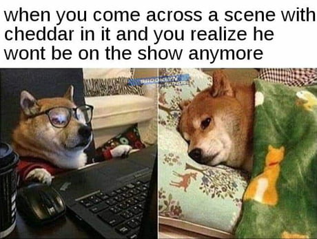 Cheddar 9gag