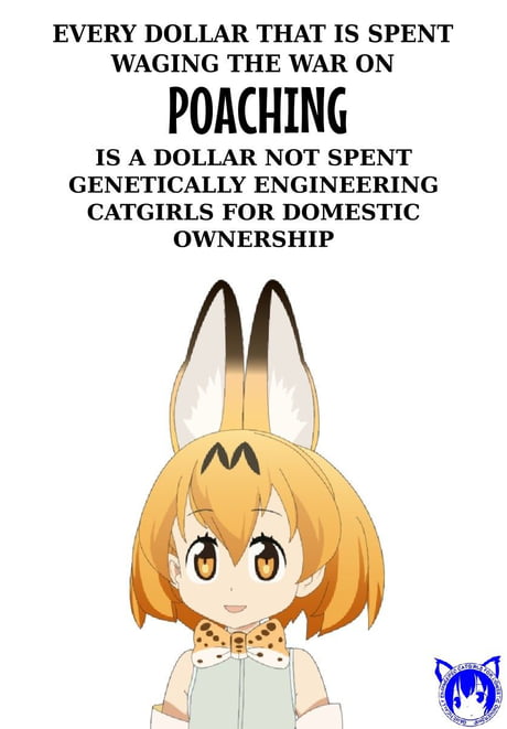 Genetically engineered catgirls for domestic ownership - 9GAG