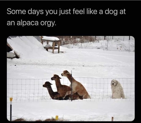 Even Alpacas have a better Sex life than me 9GAG 