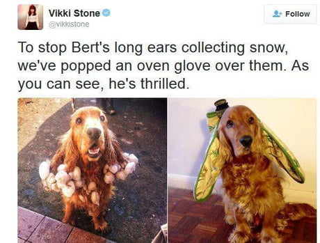 Baby Bert