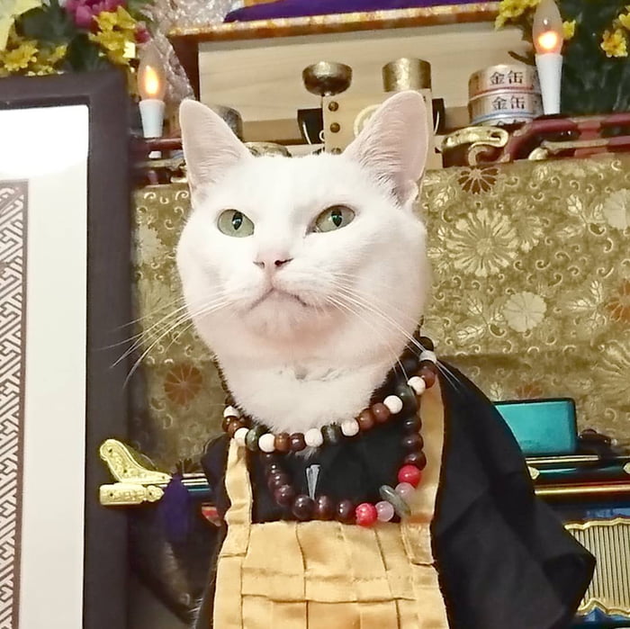 Meet The Adorable Cat Monks At The Meow Meow Shrine In Japan - 9GAG