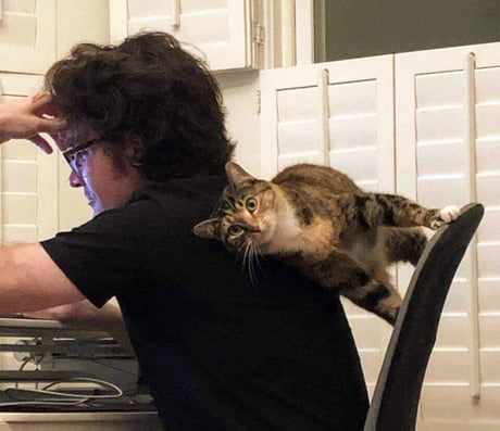 Kitty go anti gravity