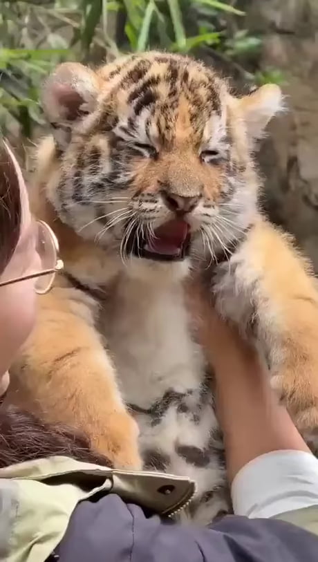 If Not Friend, Why Friend Shaped