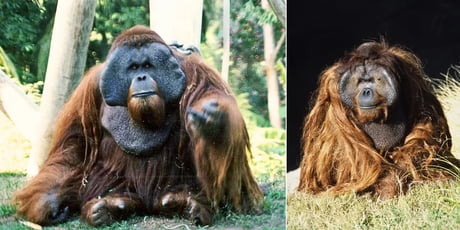 Ken Allen, a Bornean orangutan at the San Diego Zoo, became one of the most popular animals in the history of the zoo because he successfully escaped from his enclosures, which had been thought to be escape-proof, three times. He was nicknamed "the Hairy Houdini".