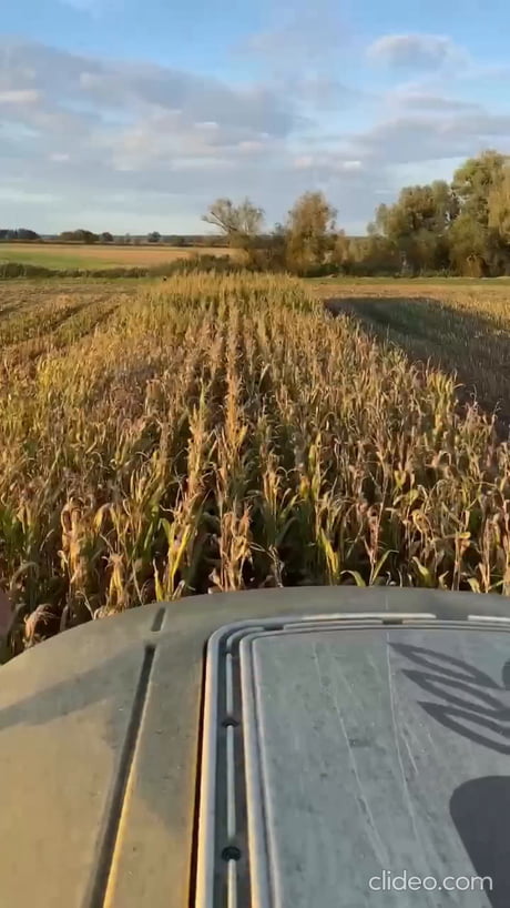 Wild hogs got interrupted during feast