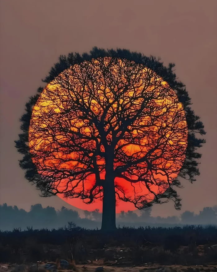 Setting sun aligns perfectly in the middle of a tree\u2019s branches in the Netherlands. It is insanely beautiful.